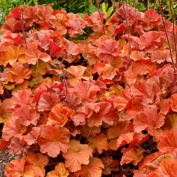 Гейхера Heuchera ‘Northern Exposure Amber’